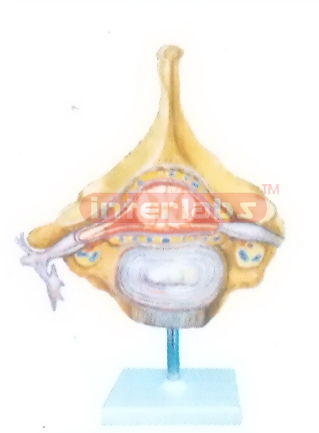 SPINAL CORD AND ROOTS OF SPINAL NERVE